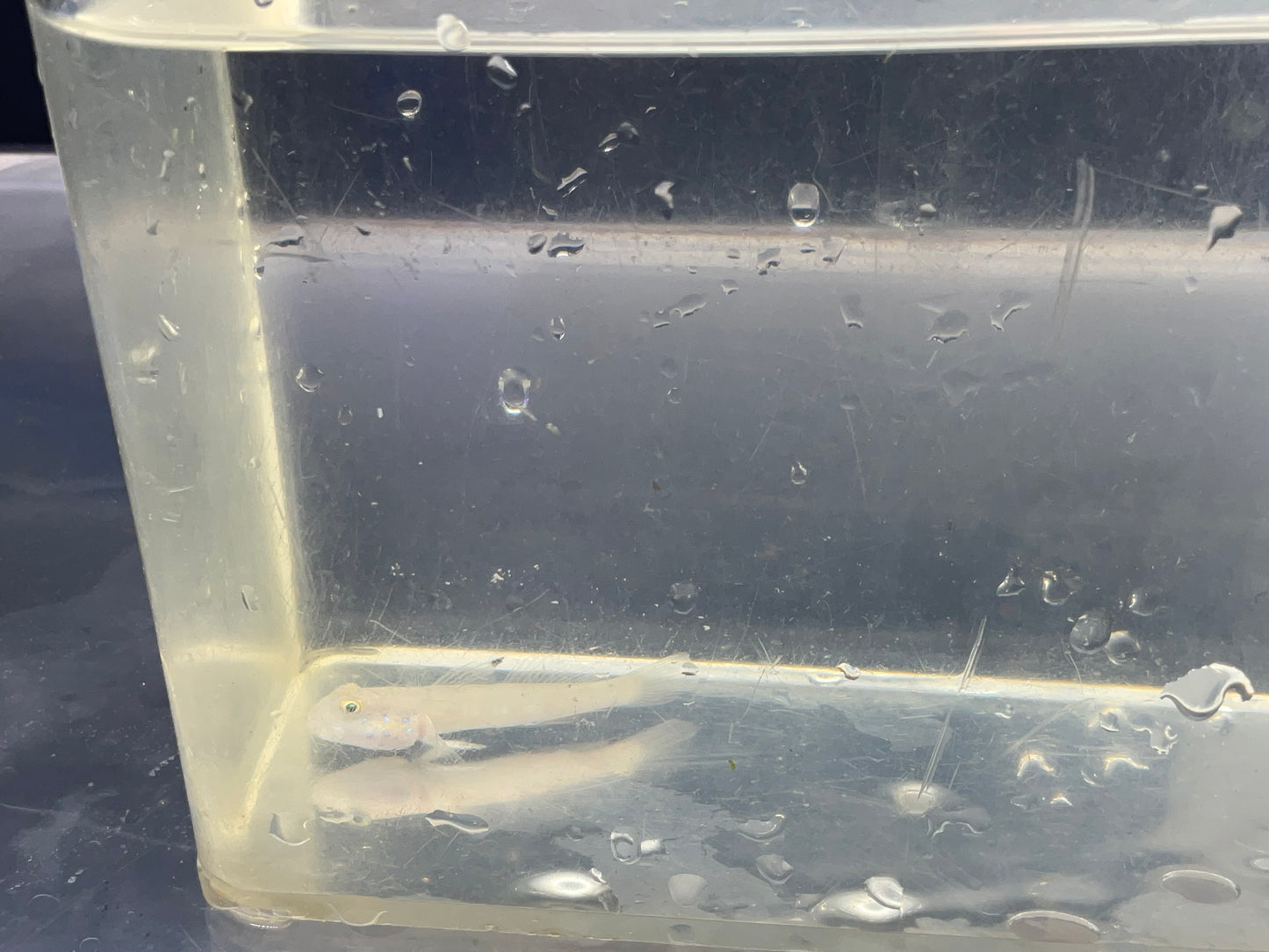 white sleeper goby
