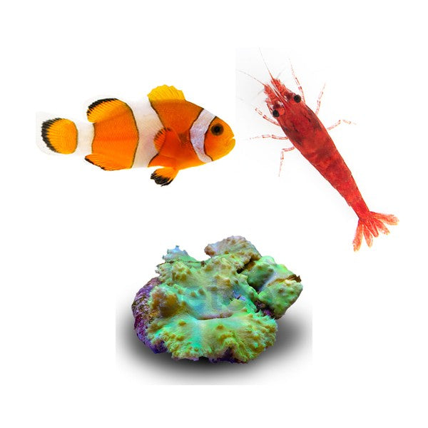 Saltwater fish, invertebrates and coral