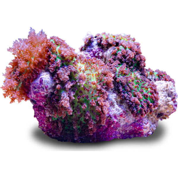 Mushroom coral