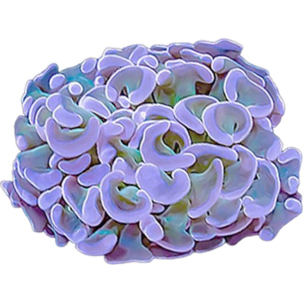 LPS Corals