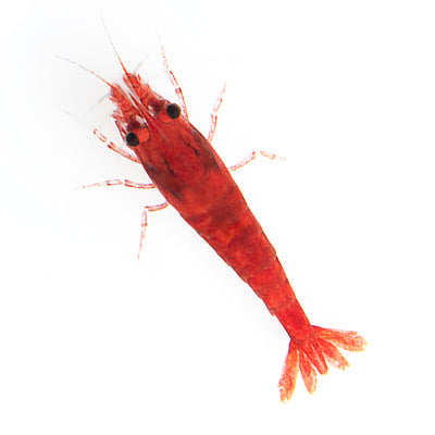 Saltwater Inverts