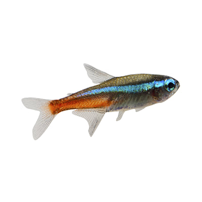Freshwater fish