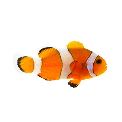 Saltwater fish