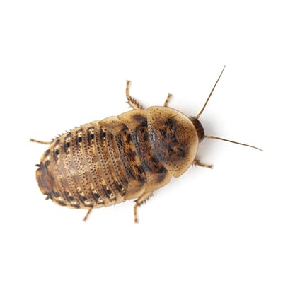Live feeder insects