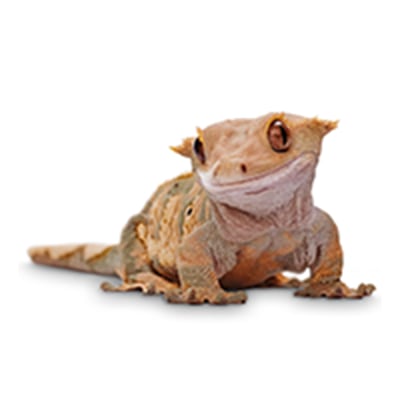 Reptiles