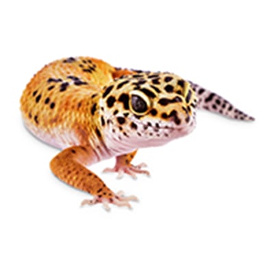 Leopard gecko