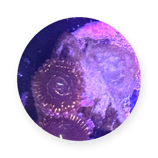 Zoas & Palys