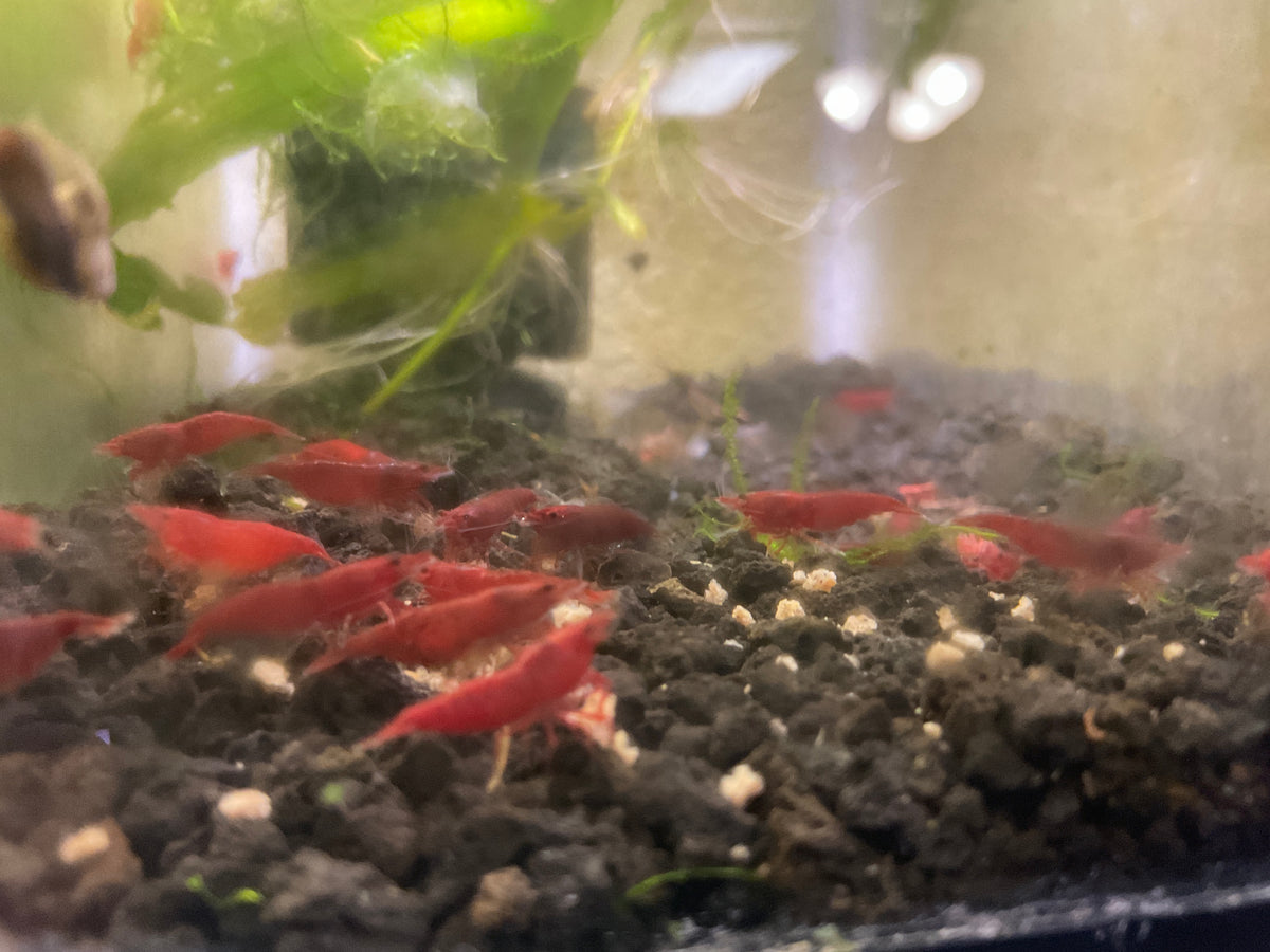 Bloody Mary Shrimp