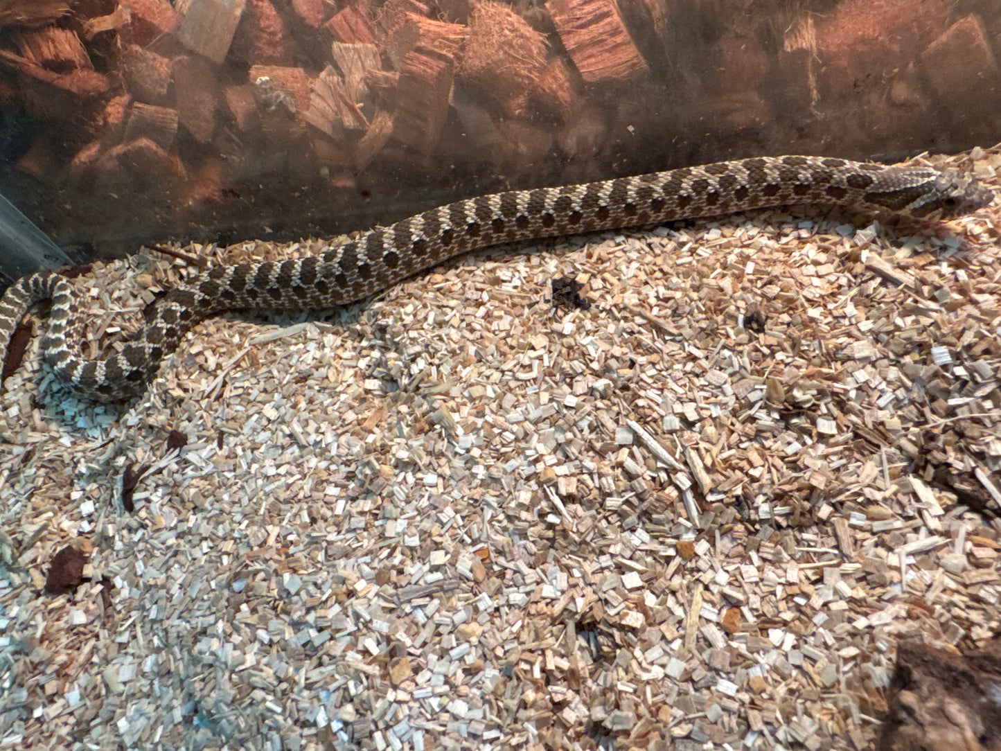 Baby Western Hognose