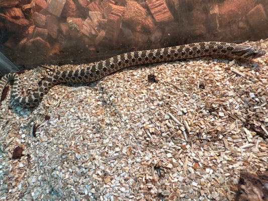 Baby Western Hognose