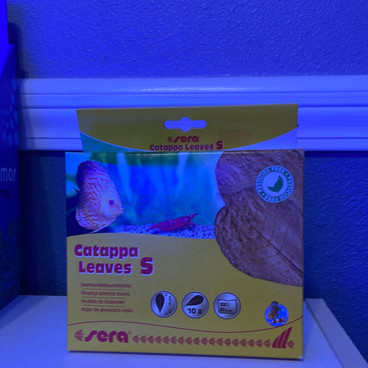 Catappa Leaves 10 x S