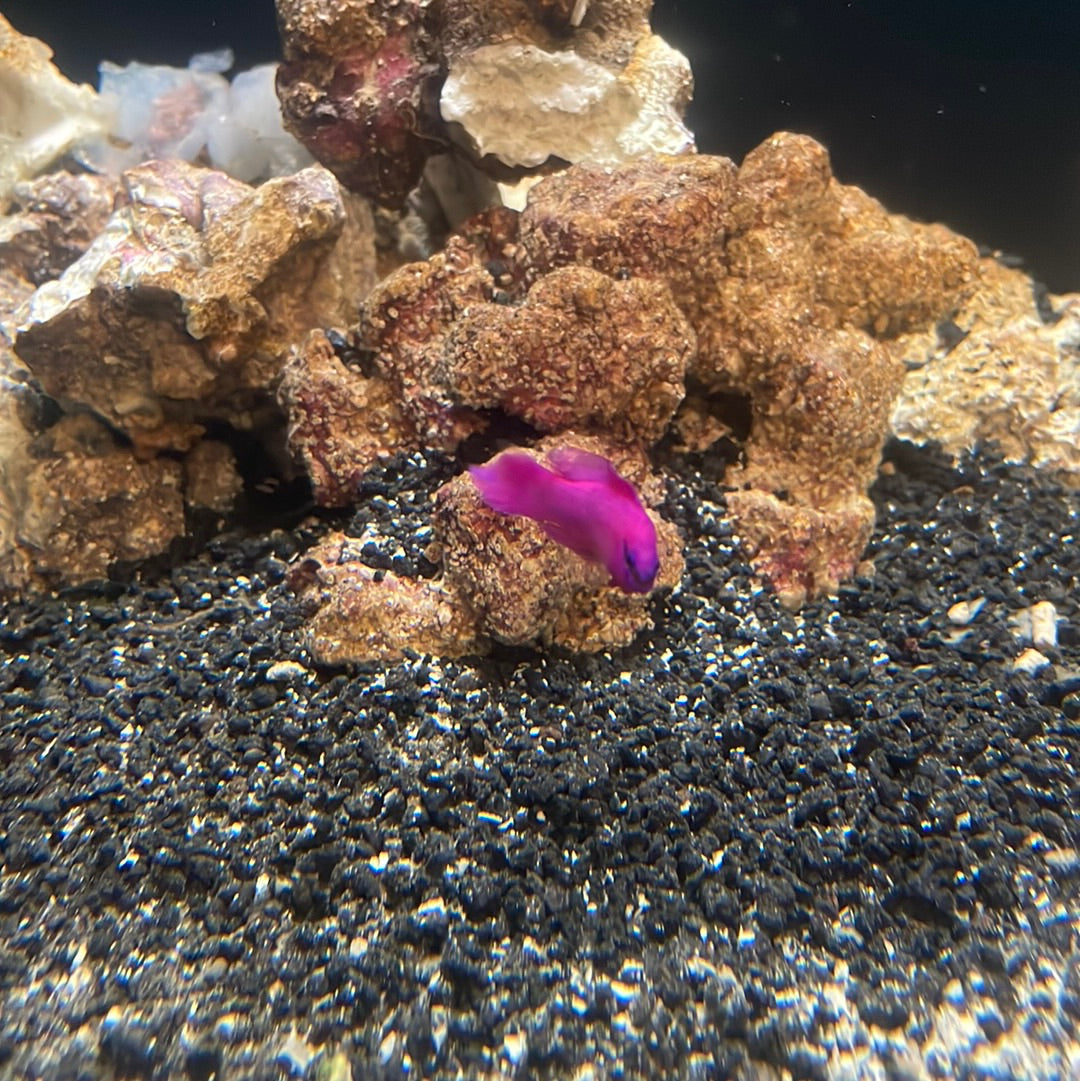 Orchid Dottyback