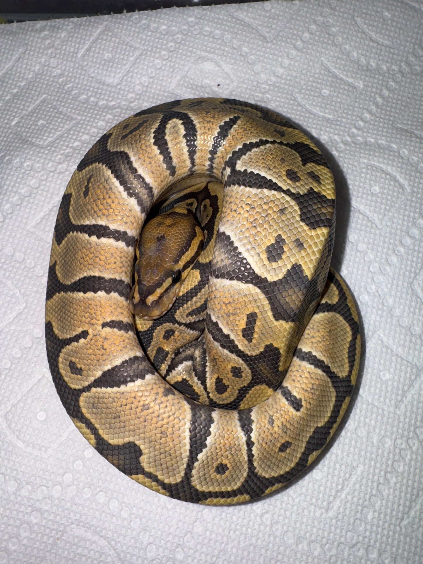 Ghost Hypo Het Pied Male Ball Python