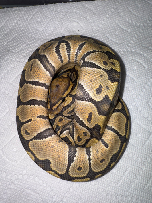 Ghost Hypo Het Pied Male Ball Python