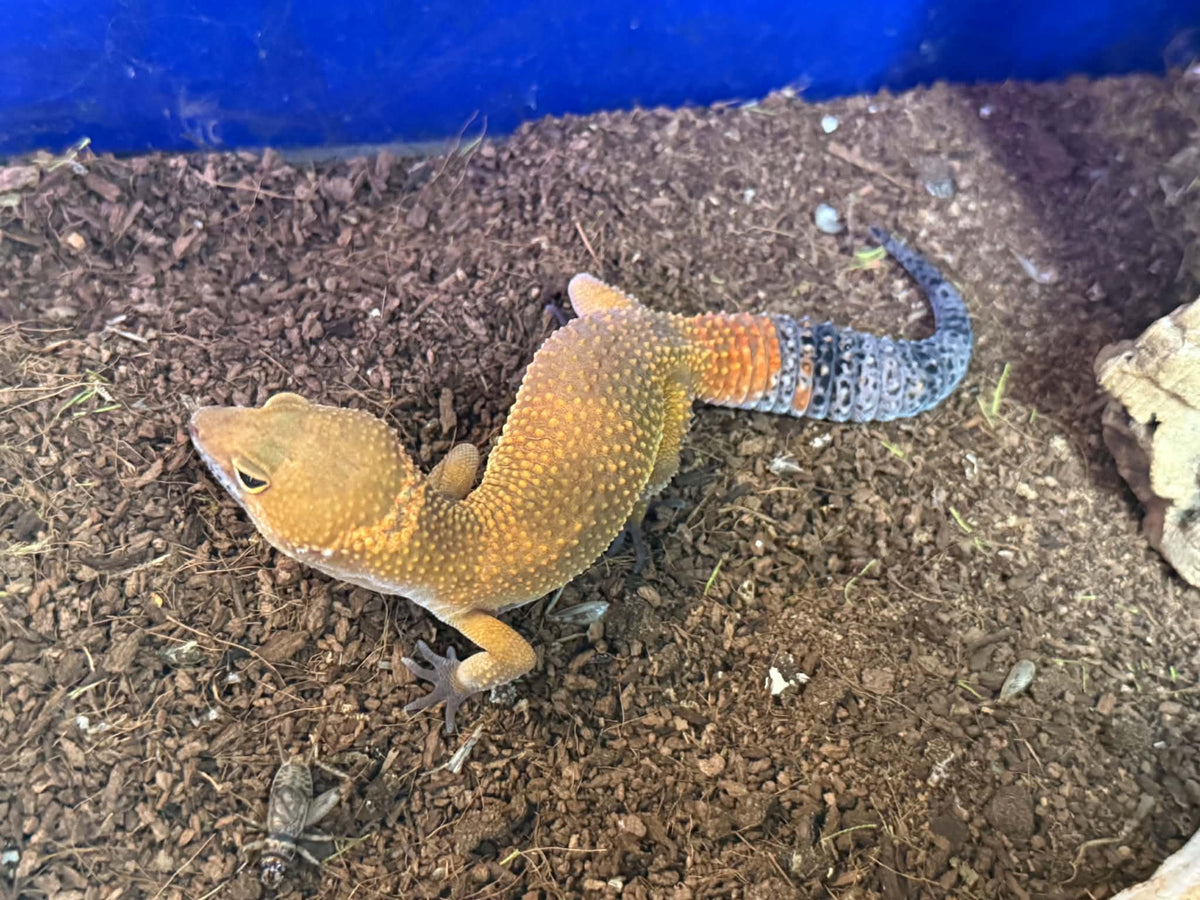 Tangerine Leopard Gecko