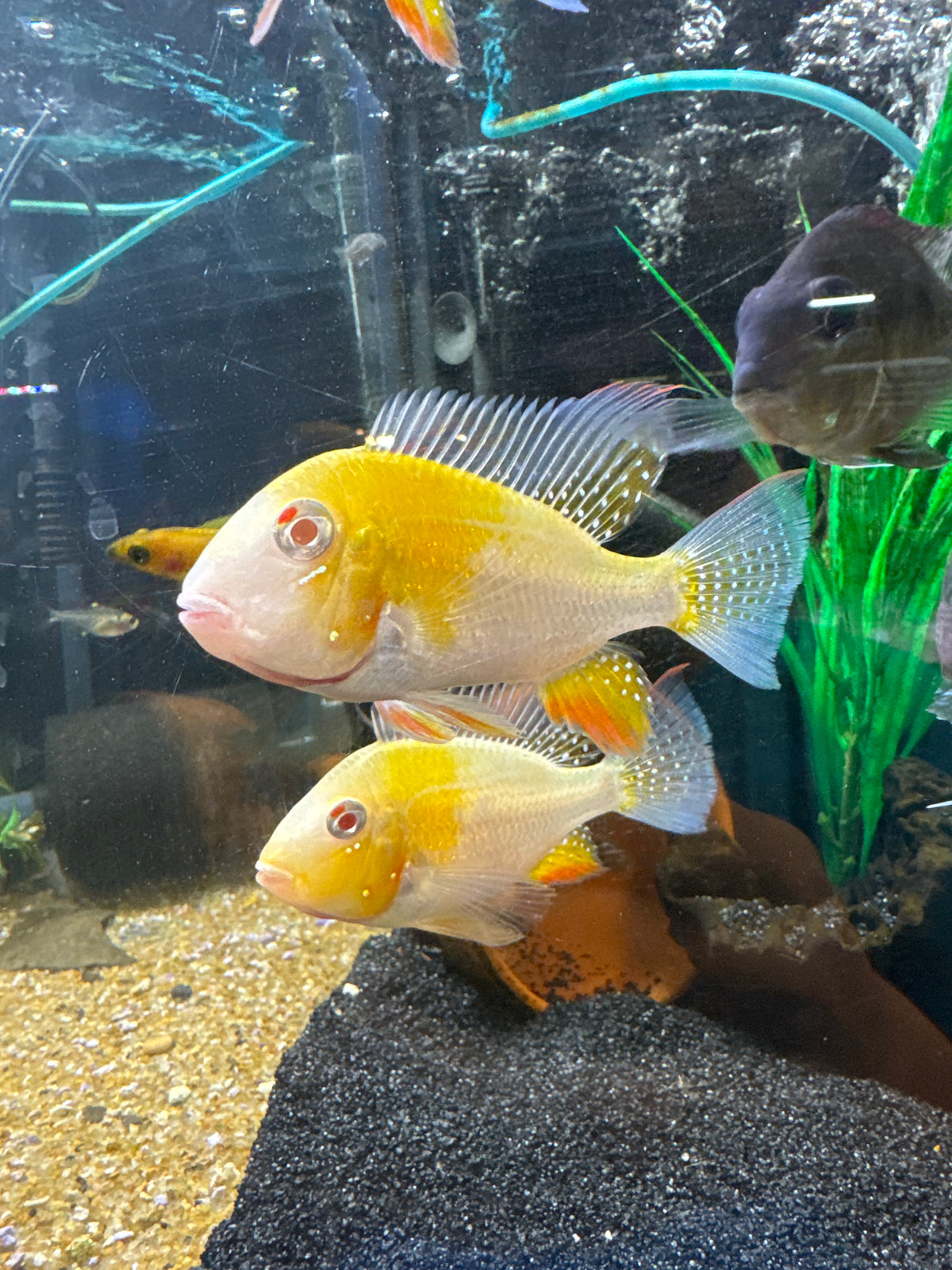 Albino Heckali geophagus