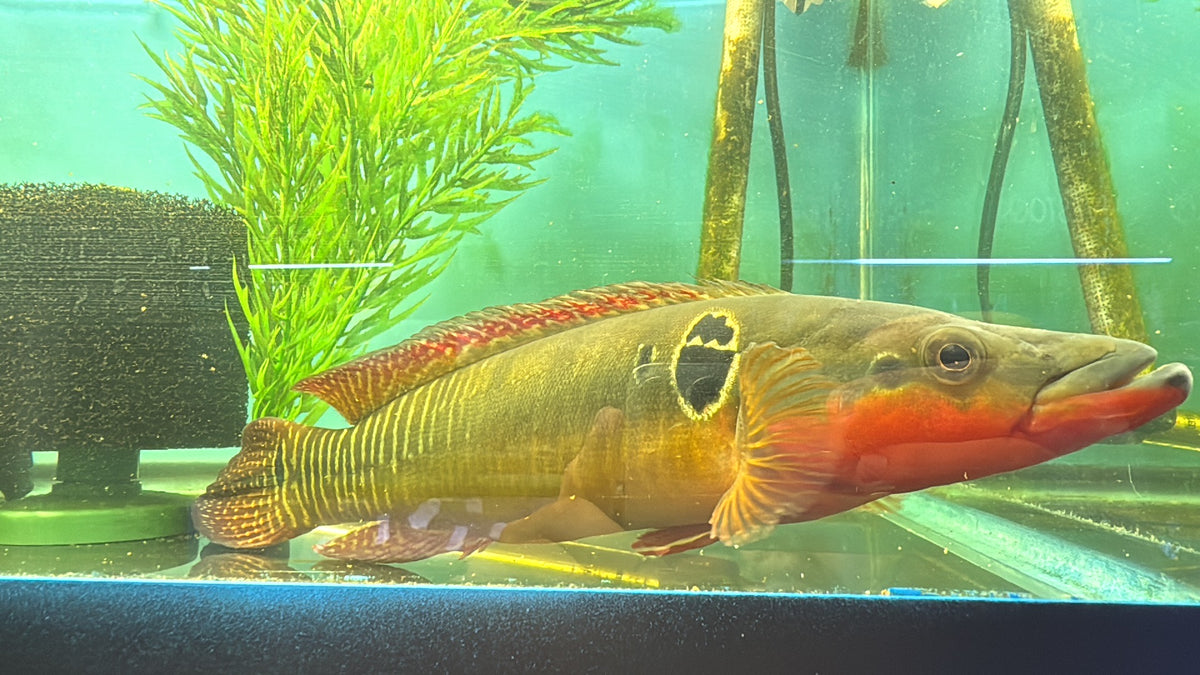 Zebrina Pike