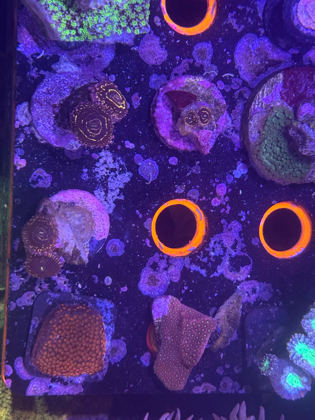 Stratosphere Zoa