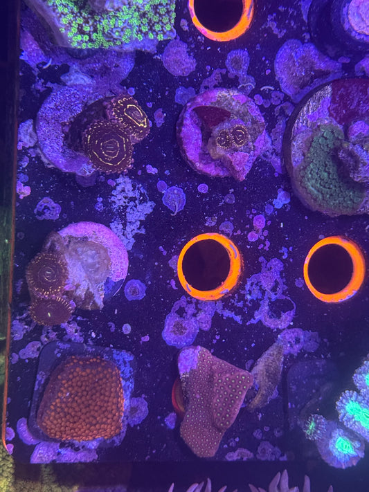Stratosphere Zoa