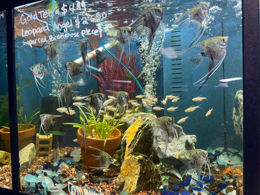 Leopard Angelfish