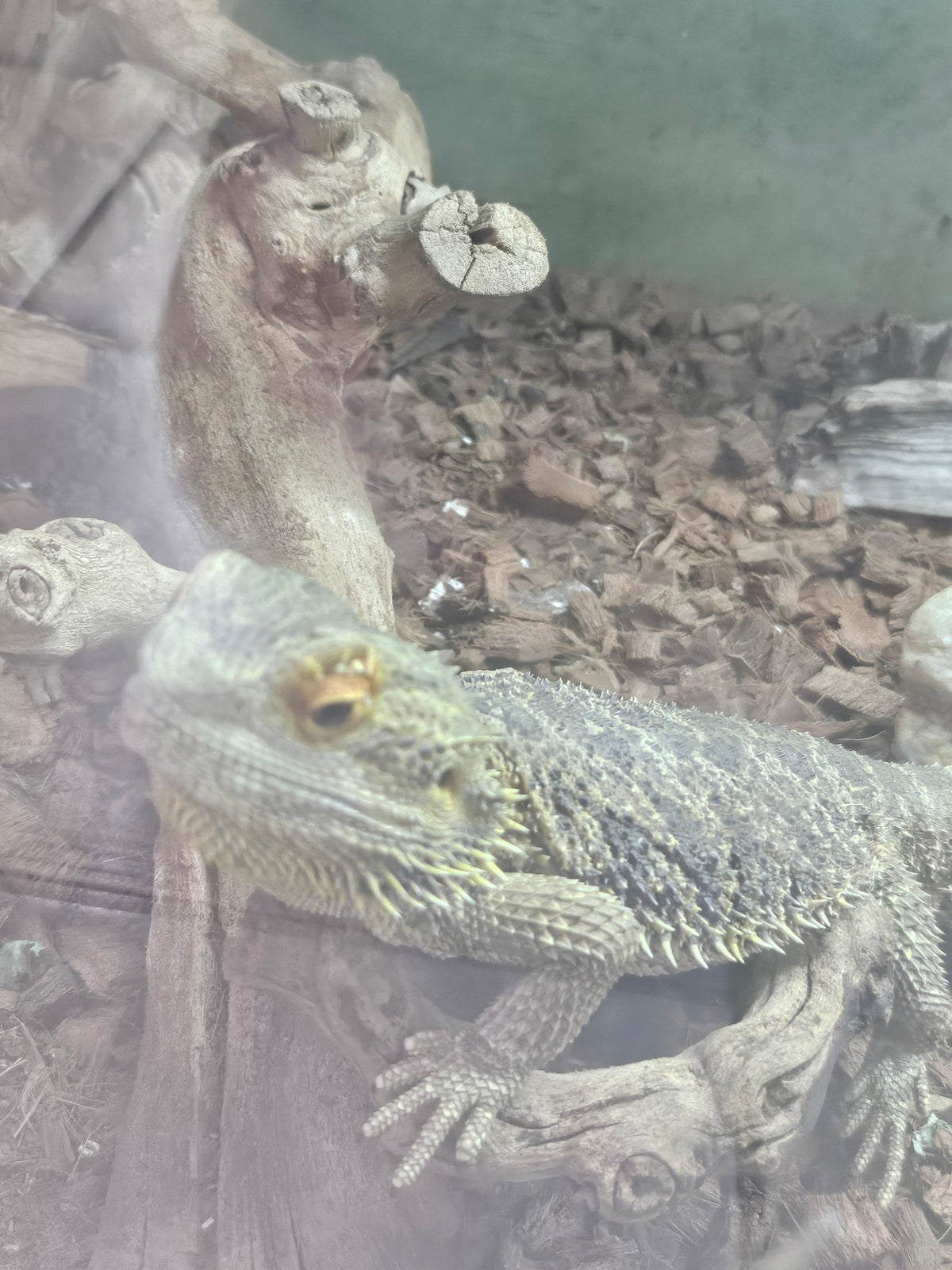 Male Bearded Dragon