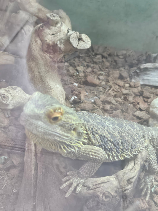 Male Bearded Dragon