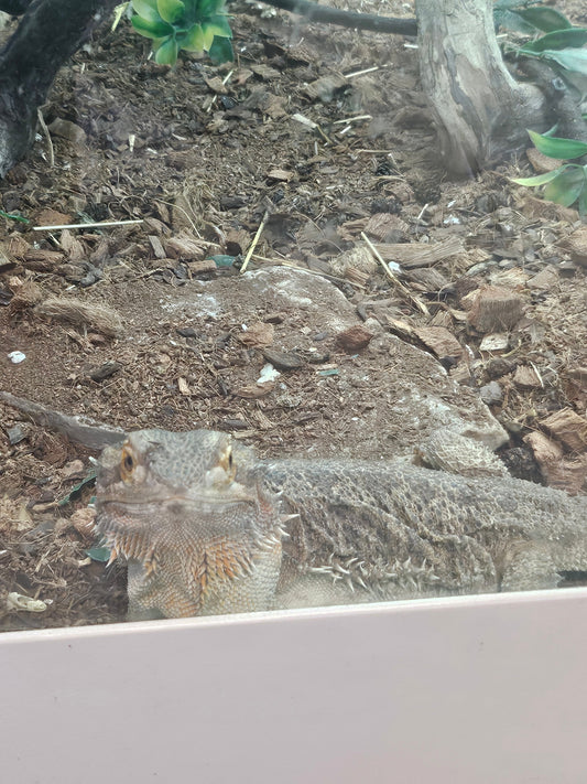 Standard Beardie Proven Female
