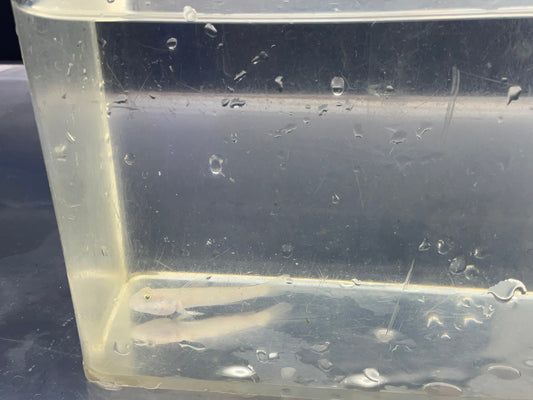 White Sleeper Goby