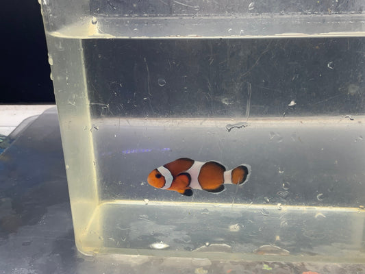 Ocellaris Clown