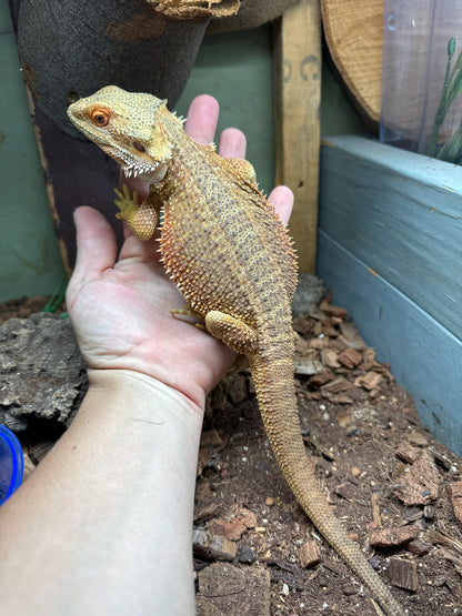 G Stripe Beardie Male