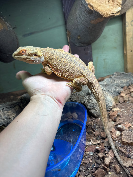 G Stripe Beardie Male