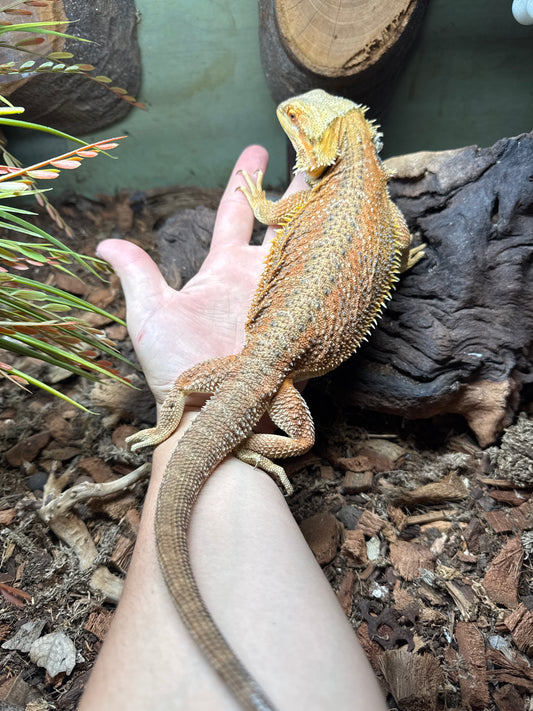 Red Beardie Female