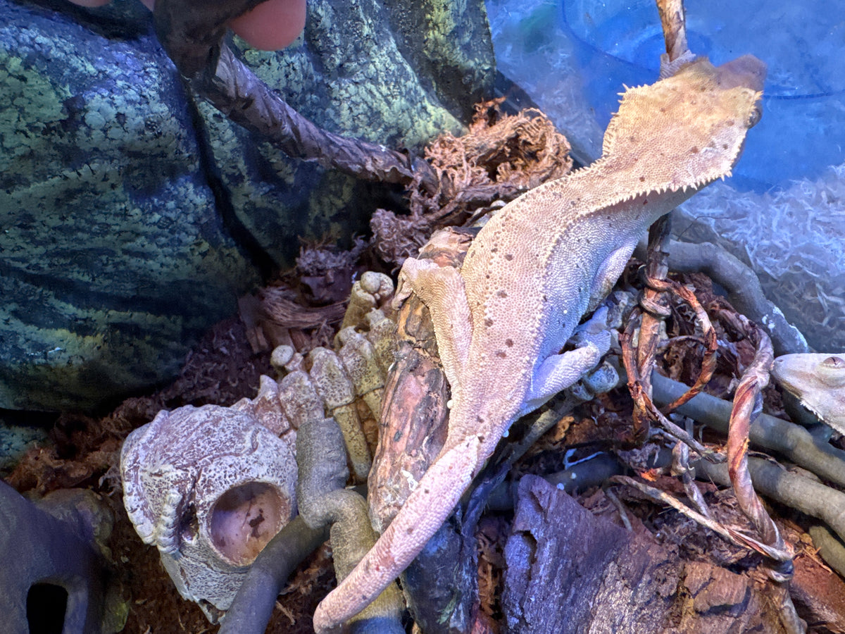 Dalmation Crested Geko Female