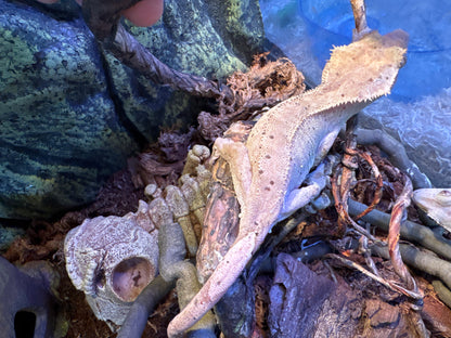 Dalmation Crested Geko Female