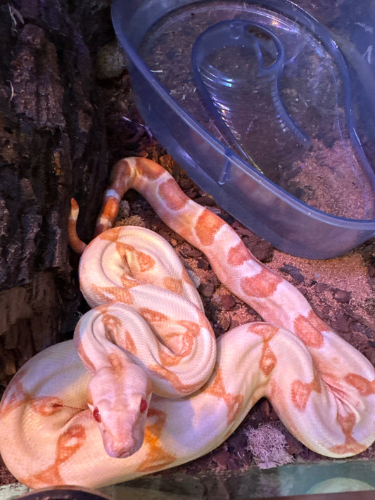 Sunglow boa