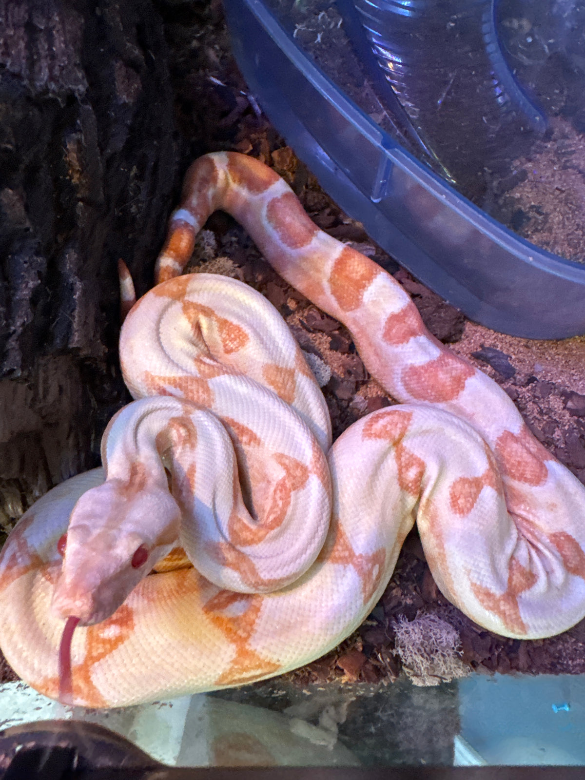 Sunglow boa