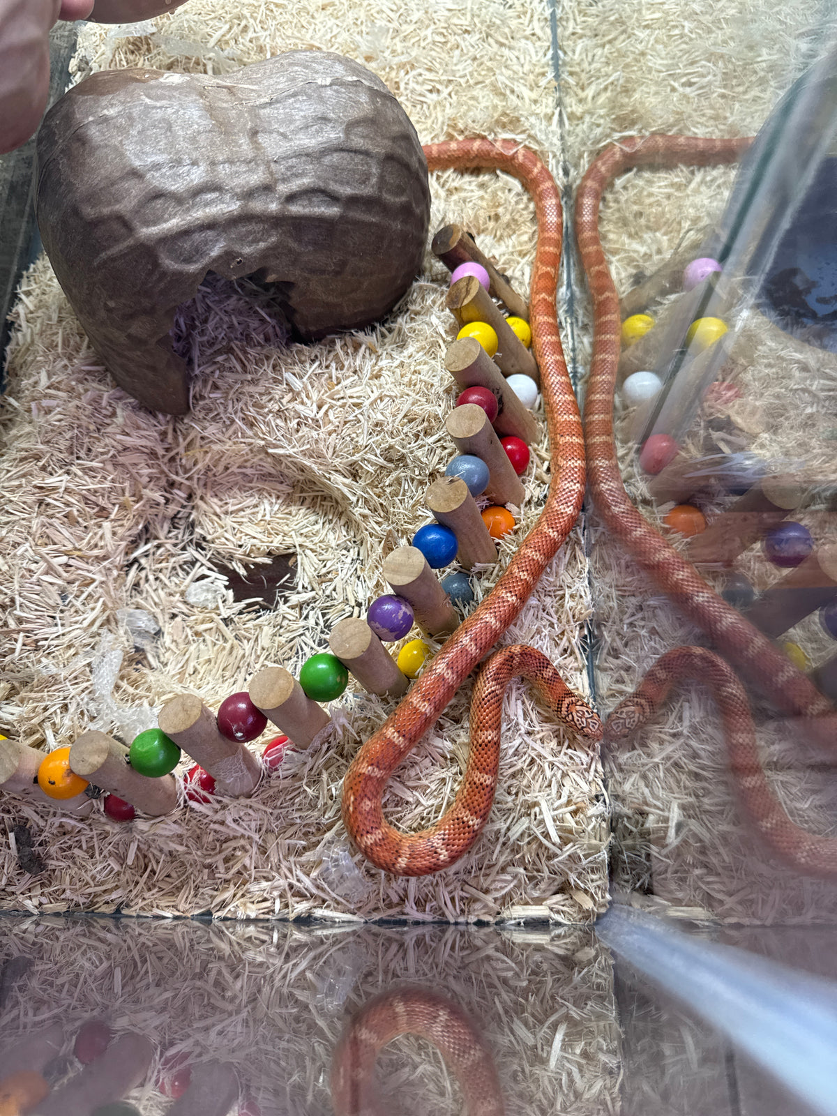 Red Hypo Erythristic Florida Kingsnake