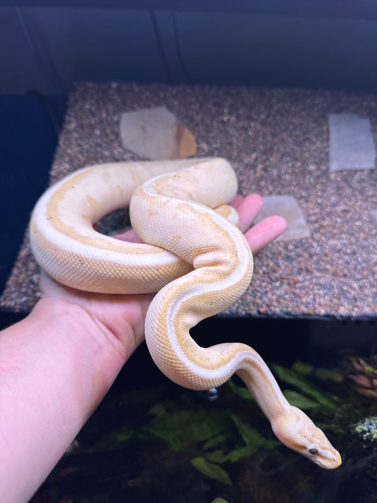 Banana Pastel Genetic Stripe