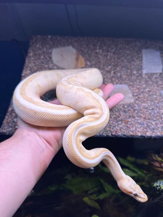 Banana Pastel Genetic Stripe