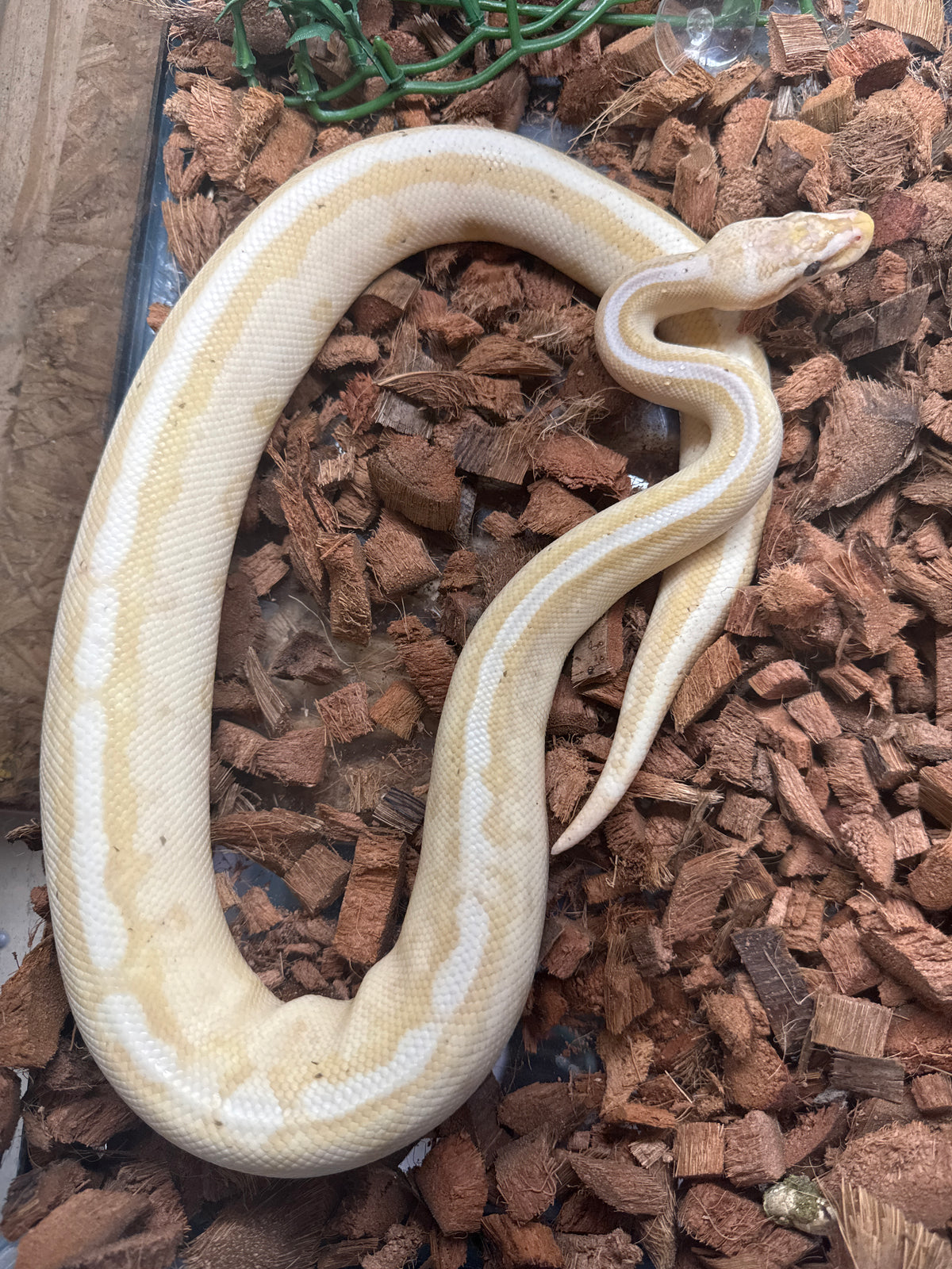 Banana Pastel Genetic Stripe
