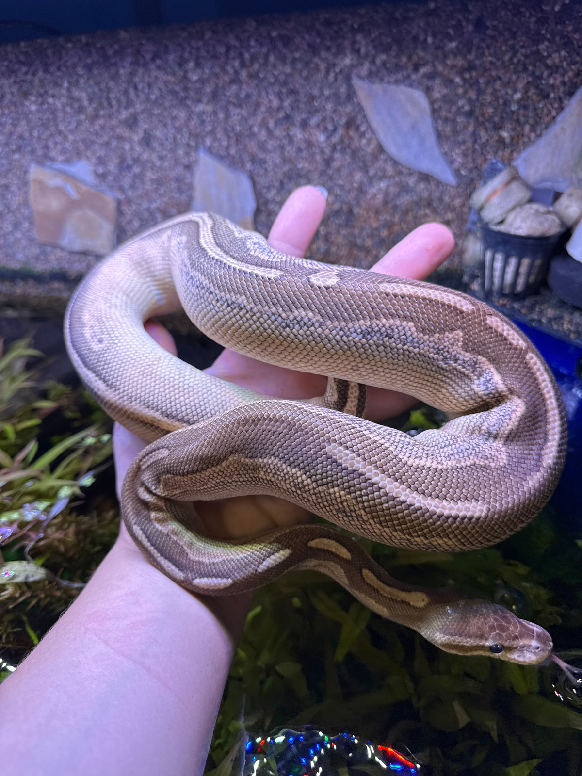 Cinnamon lesser
