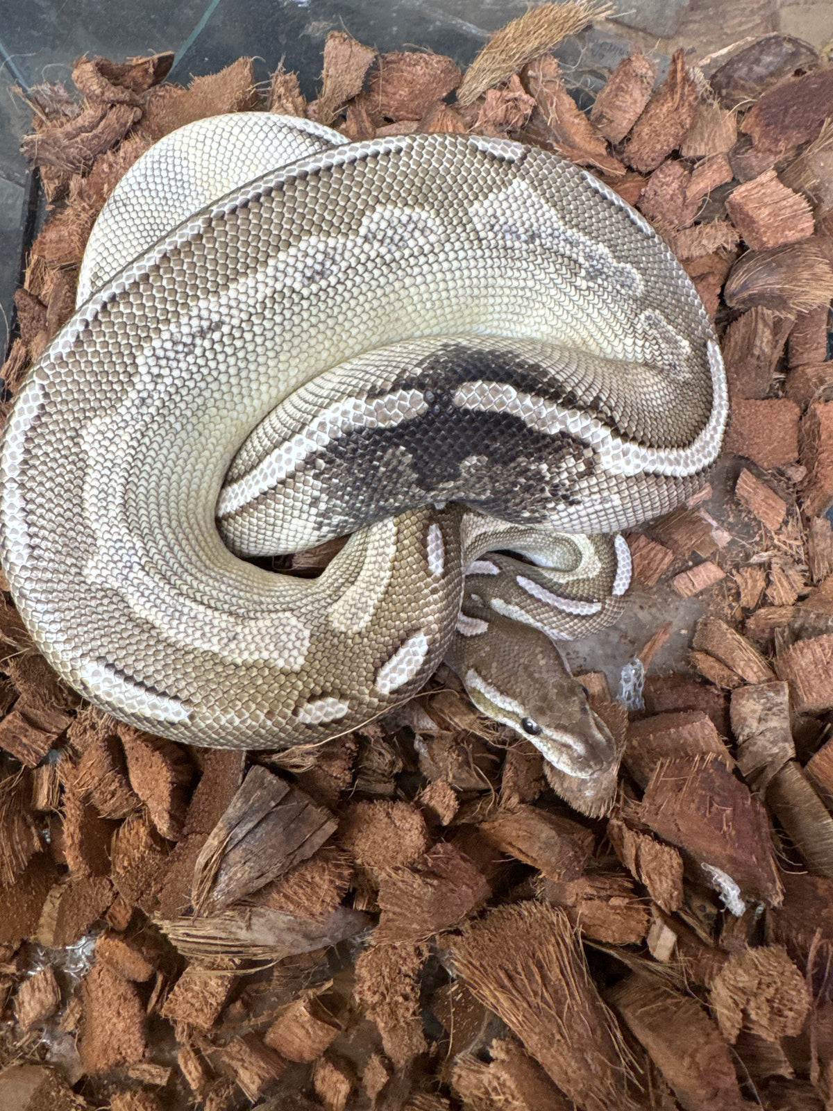 Cinnamon paradox lessor