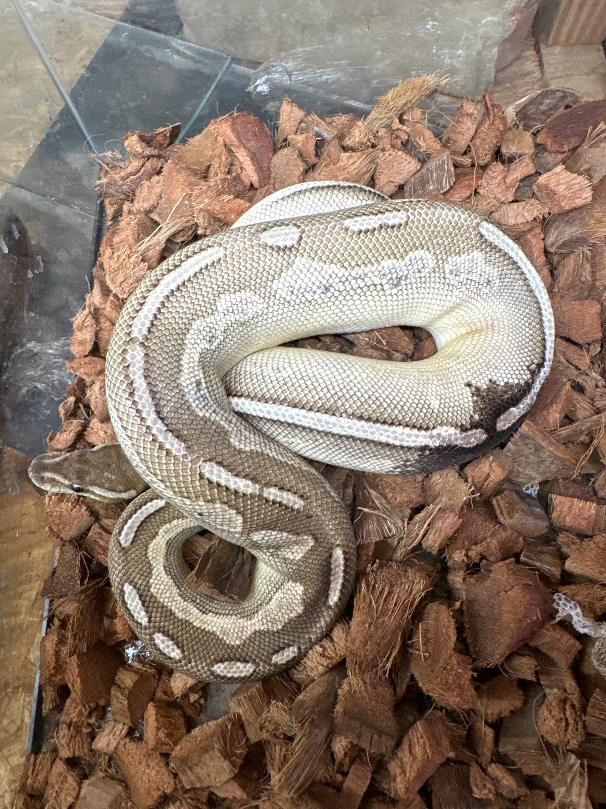Cinnamon paradox lessor
