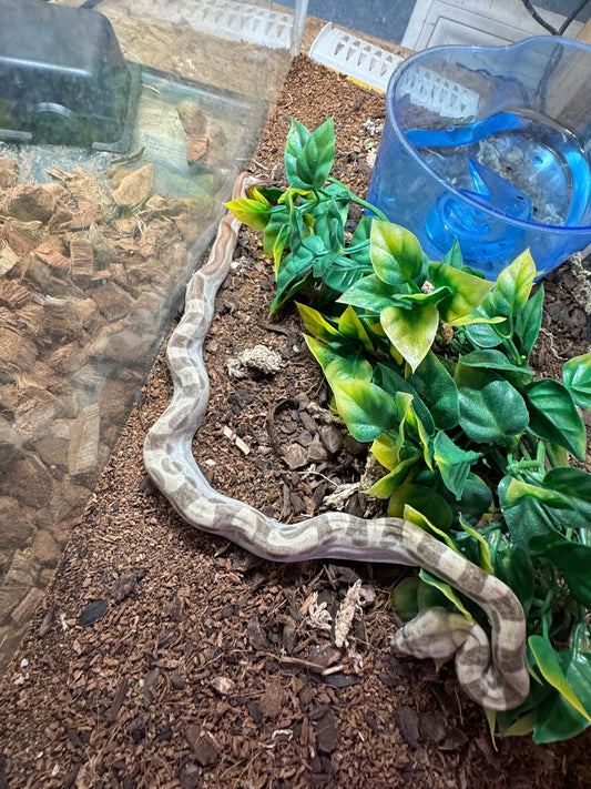 Montly double het albino img bci boa