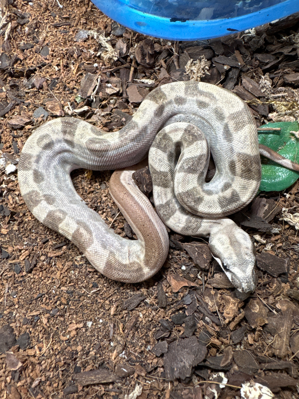 Montly double het albino img bci boa