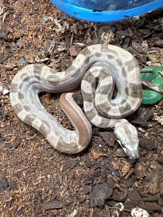 Montly Double Het Albino Img Bci Boa