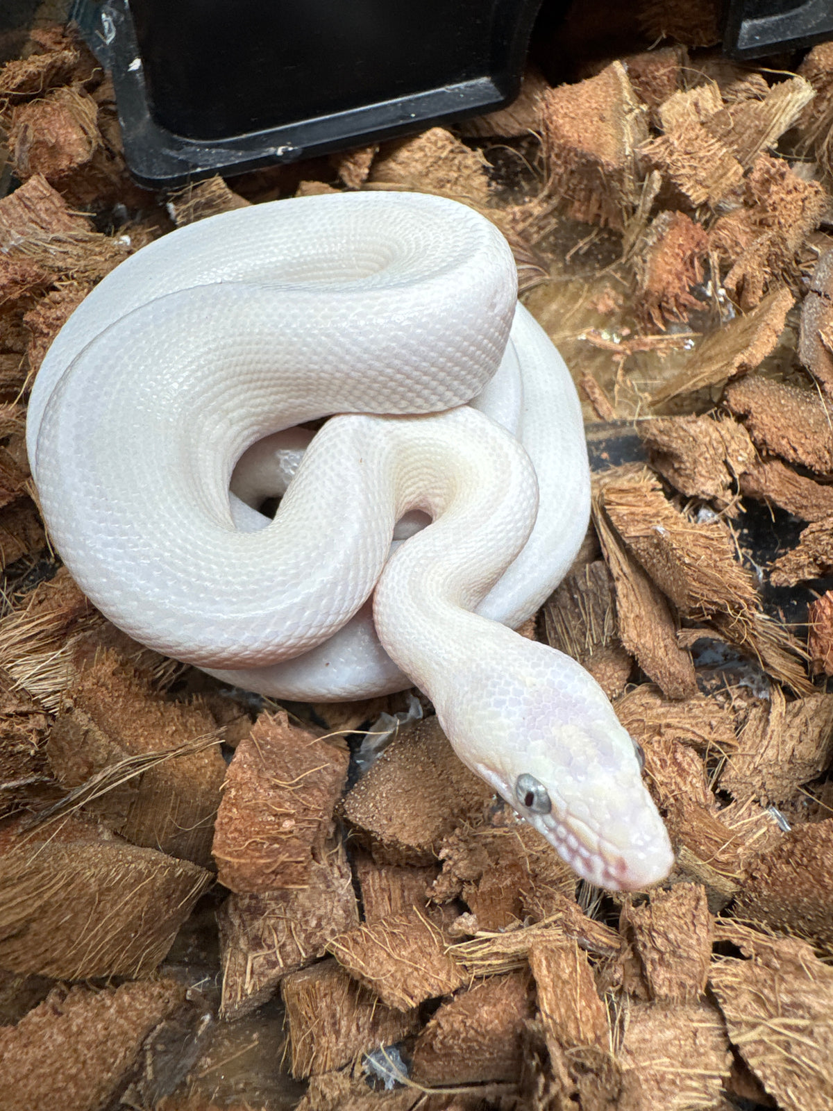 Leucistic Colombian Rainbow Boa – Stunning White Morph