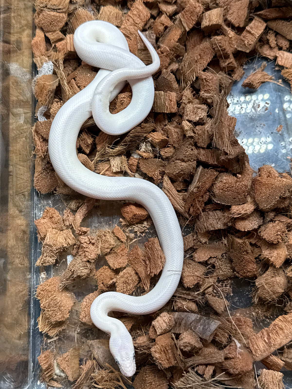 Leucistic Colombian Rainbow Boa – Stunning White Morph