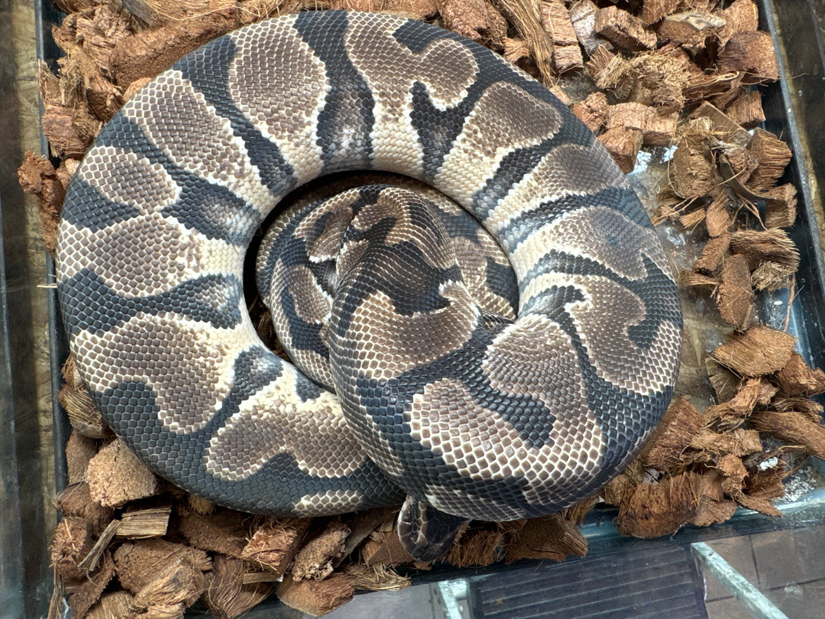 Hidden Gene Woma Yellowbelly/Gravel Ball Python