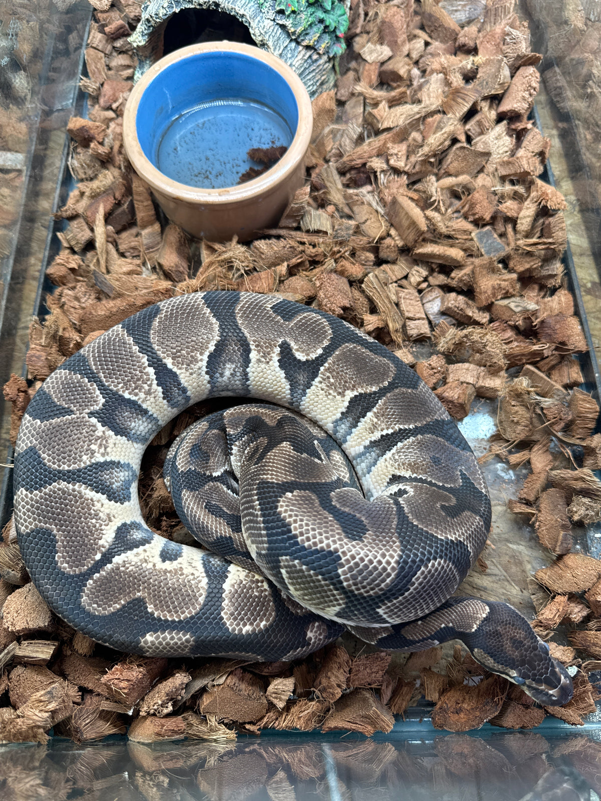 Hidden Gene Woma Yellowbelly/Gravel Ball Python